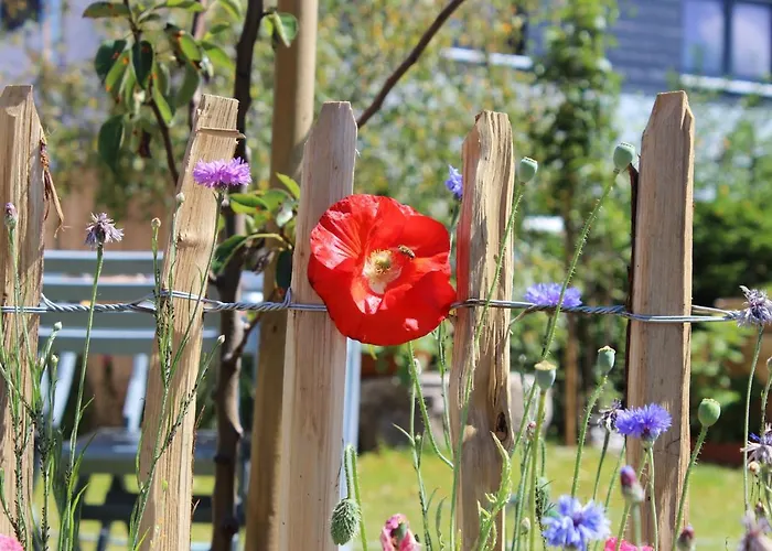 Monolith Black Forest Daire