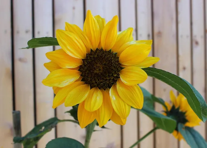 公寓 Monolith Black Forest *