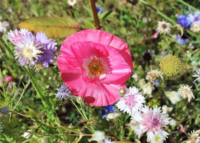 Monolith Black Forest